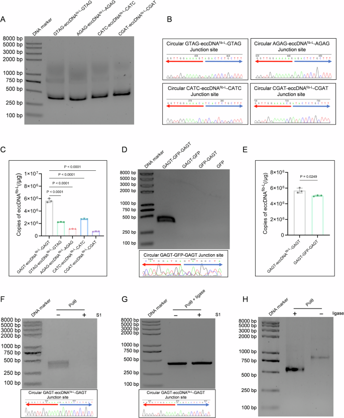 Fig. 6: Polθ mediates the formation of eccDNAs by direct short repeats.