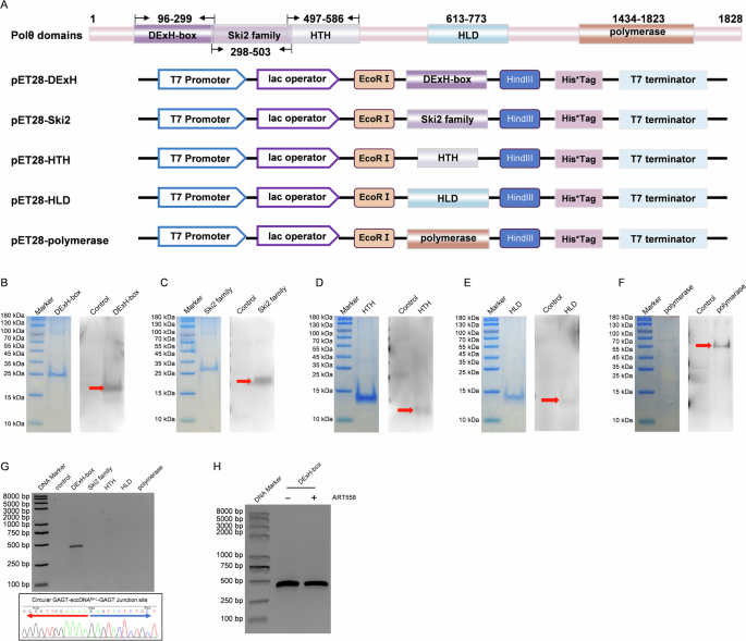 Fig. 7: DExH-box helicase mediated the formation of eccDNAfib-L.