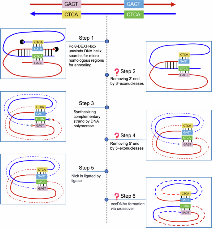 Fig. 8: A model for the mechanism of the circularization steps during eccDNA formation.