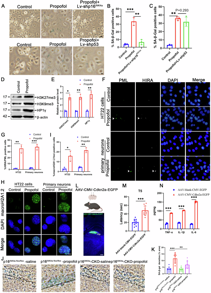Fig. 3: Propofol promotes p16INK4a expression to induce hippocampal neuronal senescence.