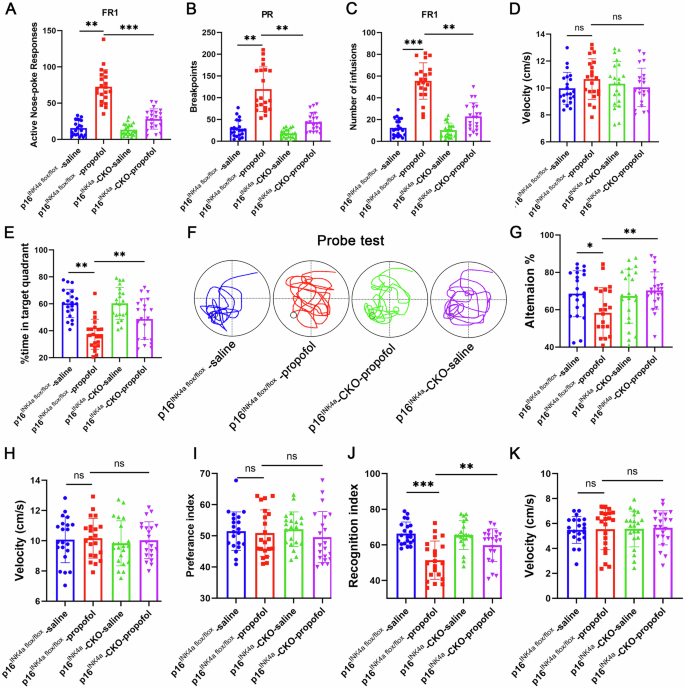 Fig. 4: Inhibition of p16INK4a prevents propofol-induced neuronal senescence and cognitive decline in p16INK4a-CKO mice.