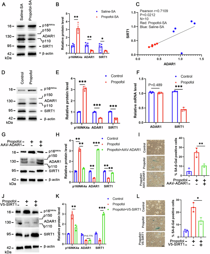 Fig. 6: Propofol induces p16INK4a-dependent senescence through ADAR1/SIRT1 pathway.