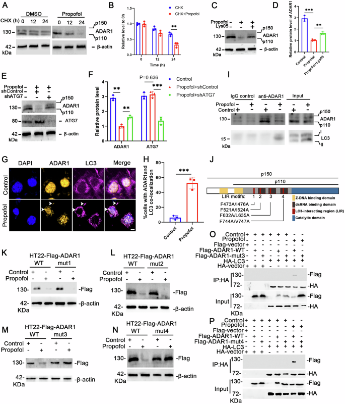 Fig. 7: Propofol induces ADAR1 degradation by activating autophagy.