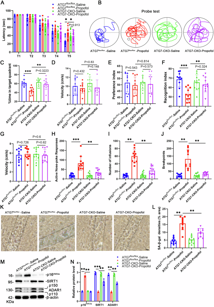 Fig. 8: Inhibition of autophagy ameliorated propofol-induced neuronal senescence, cognitive decline, propofol consumption and motivation.