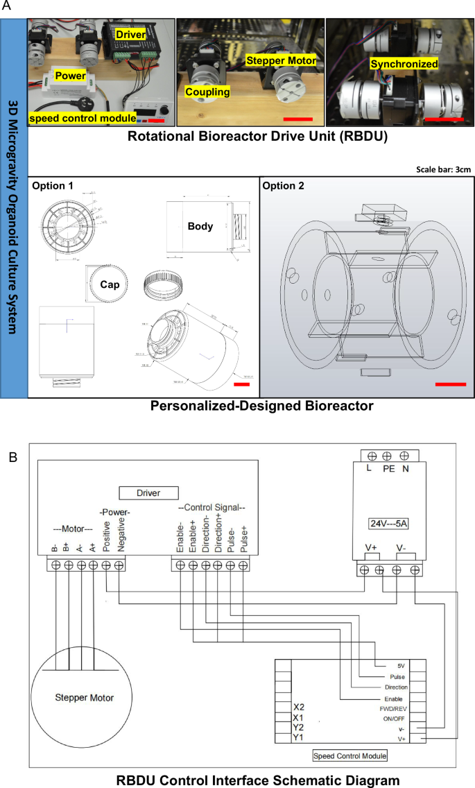 Fig. 1: 3D Microgravity organoid culture system.