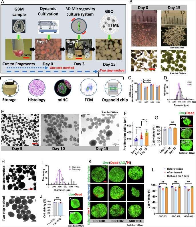 Fig. 2: Culturing GBOs with the microgravity culture system.