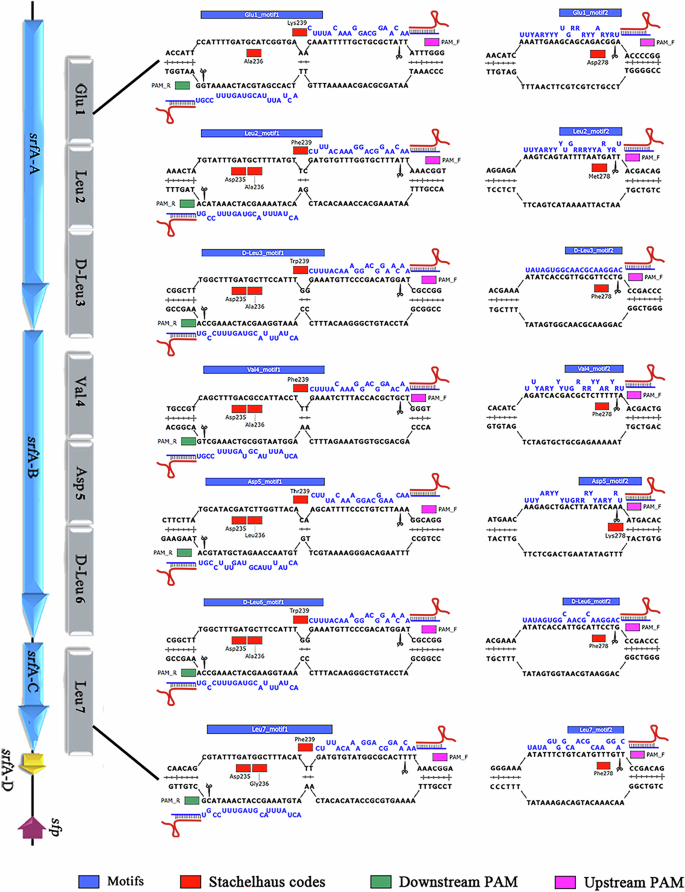 Fig. 2: Schematic diagram of UgRNAs binding to target fragments in each module.