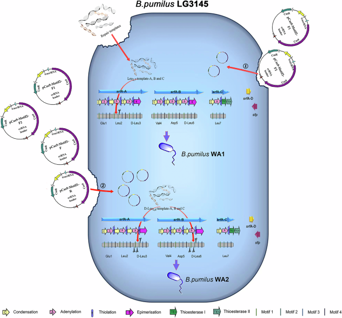 Fig. 3: Active-sites editing protocols of multiple A domains in srfA operon.