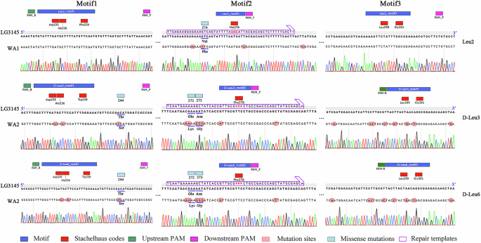 Fig. 4: Chromatograms of the DNA sequencing of edited A domains active-sites in srfA operon B. pumilus WA1 and WA2 and coverage of the repair templates.
