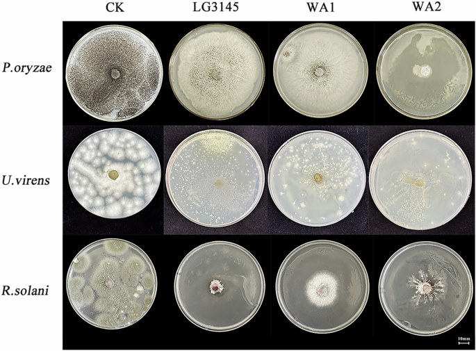 Fig. 5: Strain WA1 and WA2 phytopathogen inhibition assay on the fifth day of growth.