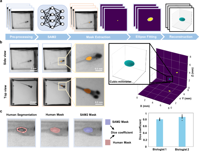 Fig. 4: 3D swim bladder reconstruction for morphological dynamics analysis.