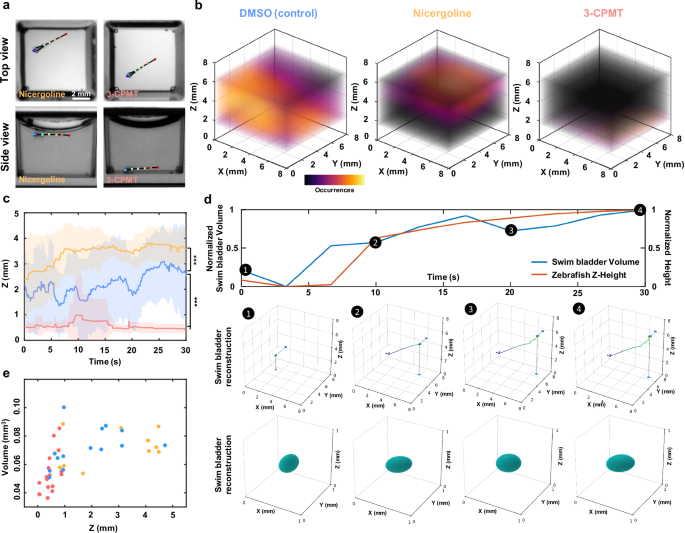 Fig. 6: Axial behavior and swim bladder dynamics under neuroactive compounds.