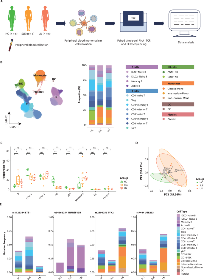 Fig. 1: Overview of the single-cell transcriptome landscape of circulating immune cells in lupus patients.