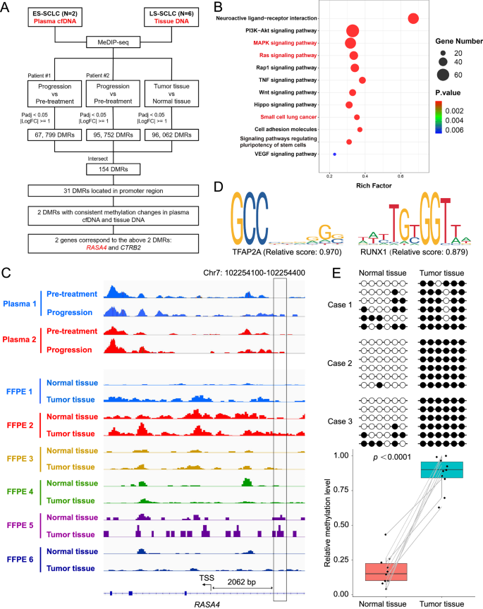 Fig. 2: Identification of frequent methylation in the promoter region of RASA4 in SCLC.