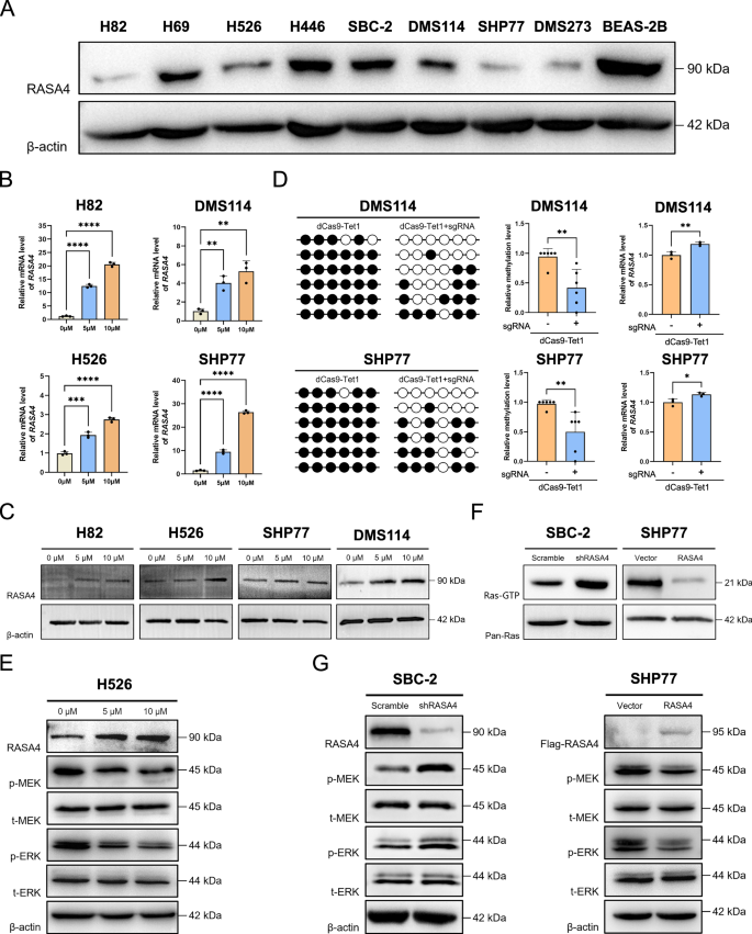 Fig. 3: Promoter methylation silences RASA4 expression, conversely activating Ras-MAPK signaling in SCLC.