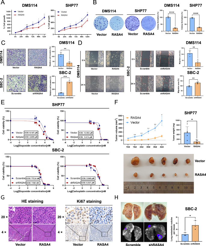 Fig. 4: RASA4 inhibits the proliferation and invasion of SCLC in vitro and in vivo.