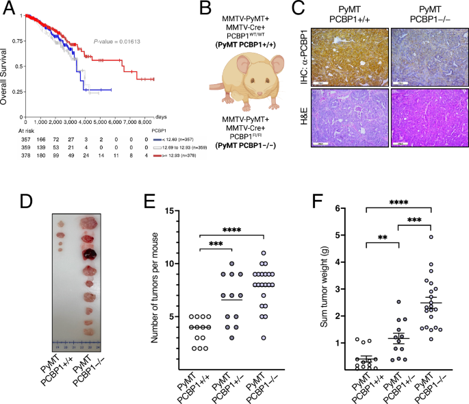 Fig. 1: PCBP1 impairs mouse mammary tumor formation and increases survival probability in human breast cancer patients.