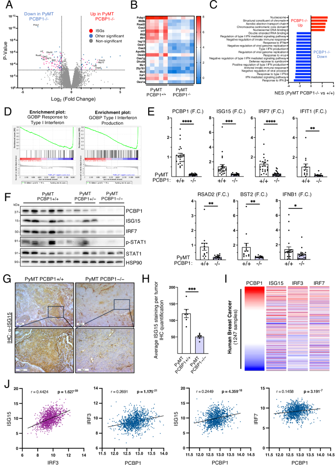 Fig. 2: PCBP1 promotes type I IFNs and ISG’s signaling in mammary tumors and breast cancer patient datasets.
