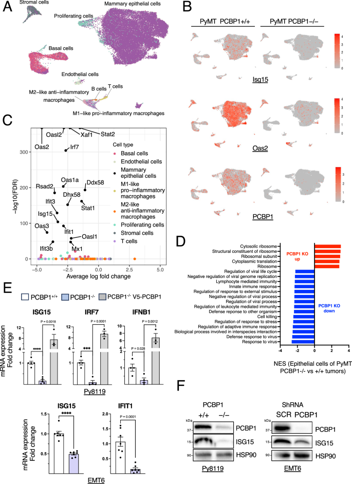 Fig. 3: PCBP1 enhances type I IFNs signaling in breast cancer cells.