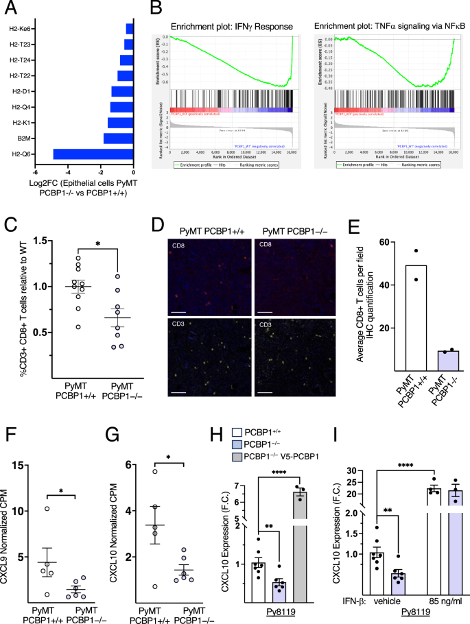 Fig. 4: PCBP1 induces Cxcl9, Cxcl10 and MHC class I expression in cancer cells and CD3+CD8+ cytotoxic T-cell infiltration in mammary tumors.