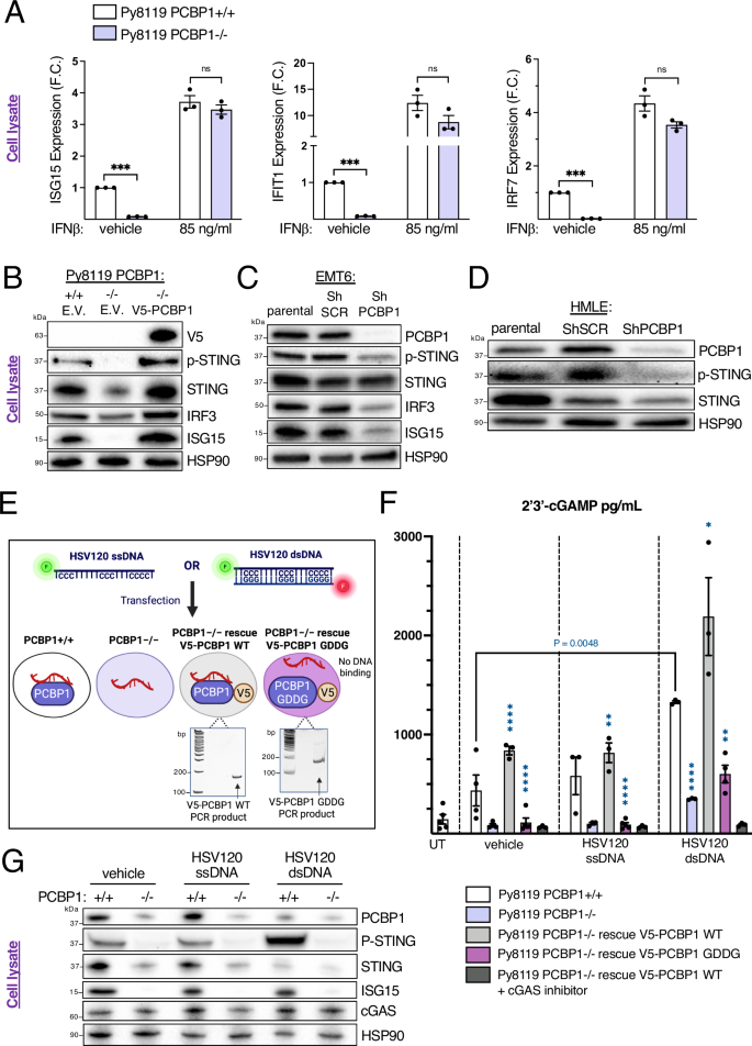 Fig. 5: PCBP1’s single-stranded nucleic acid-binding abilities increase cGAS activity and downstream STING signaling activation in mouse and human mammary cells.