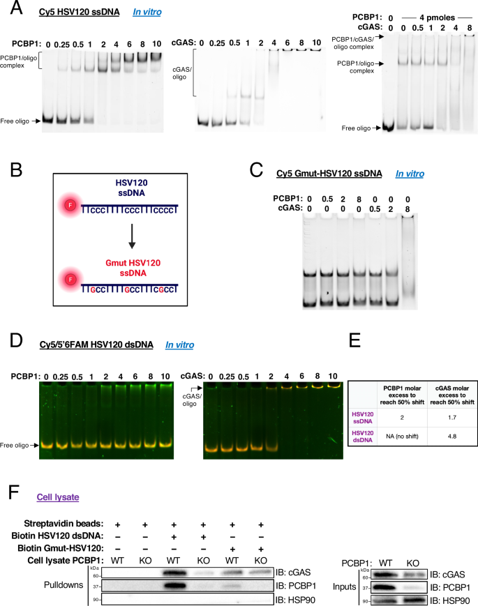 Fig. 6: PCBP1 and cGAS simultaneously bind poly-cytosine tracts.