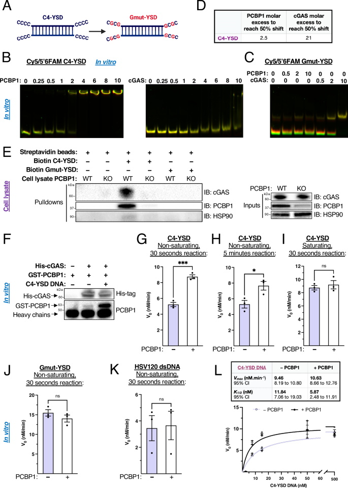 Fig. 7: PCBP1 binding to poly-cytosine single-stranded motifs enhances cGAS affinity for these nucleic acids and increases 2’3’-cGAMP production efficiency under sub-saturating conditions in vitro.