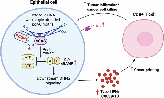 Fig. 8: Schematic model of PCBP1-mediated amplification of cGAS-STING signaling in mammary epithelial cells.