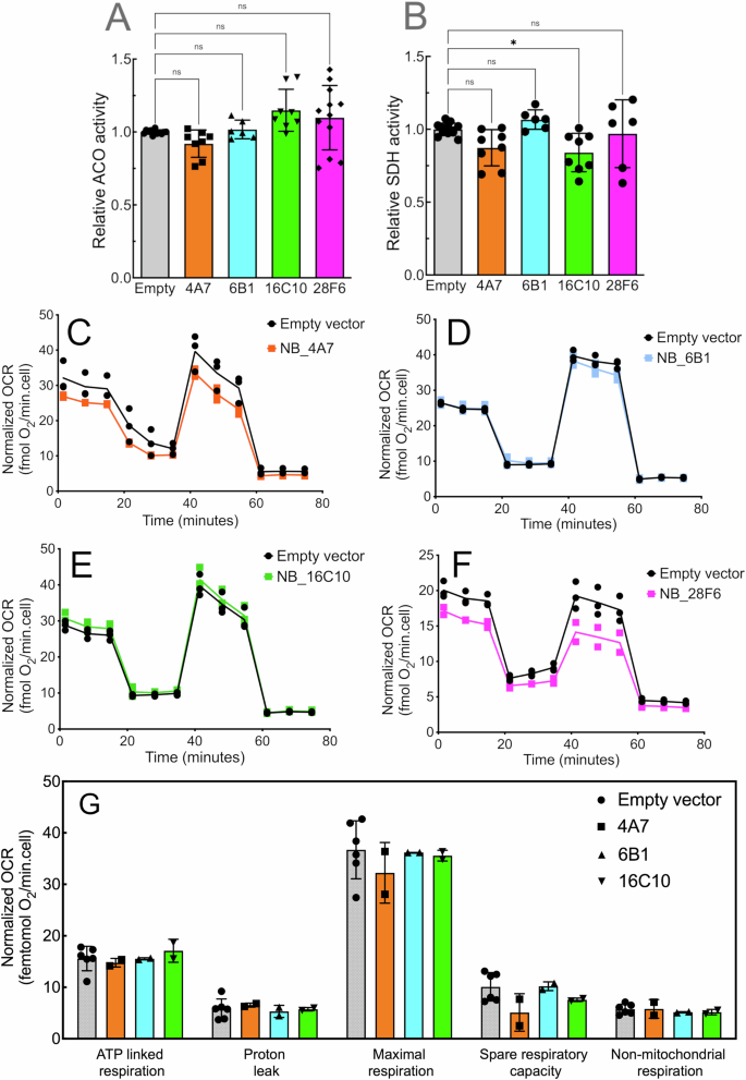 Fig. 10: Bioenergetic profiles, NB expression, enzymatic activities, and oxygen consumption rates in HEK-293T cells.