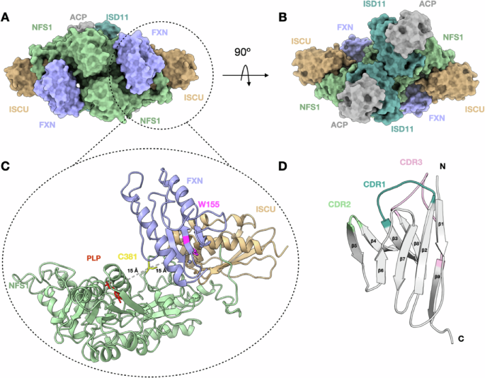 Fig. 1: Mitochondrial Fe-S cluster biosynthesis.