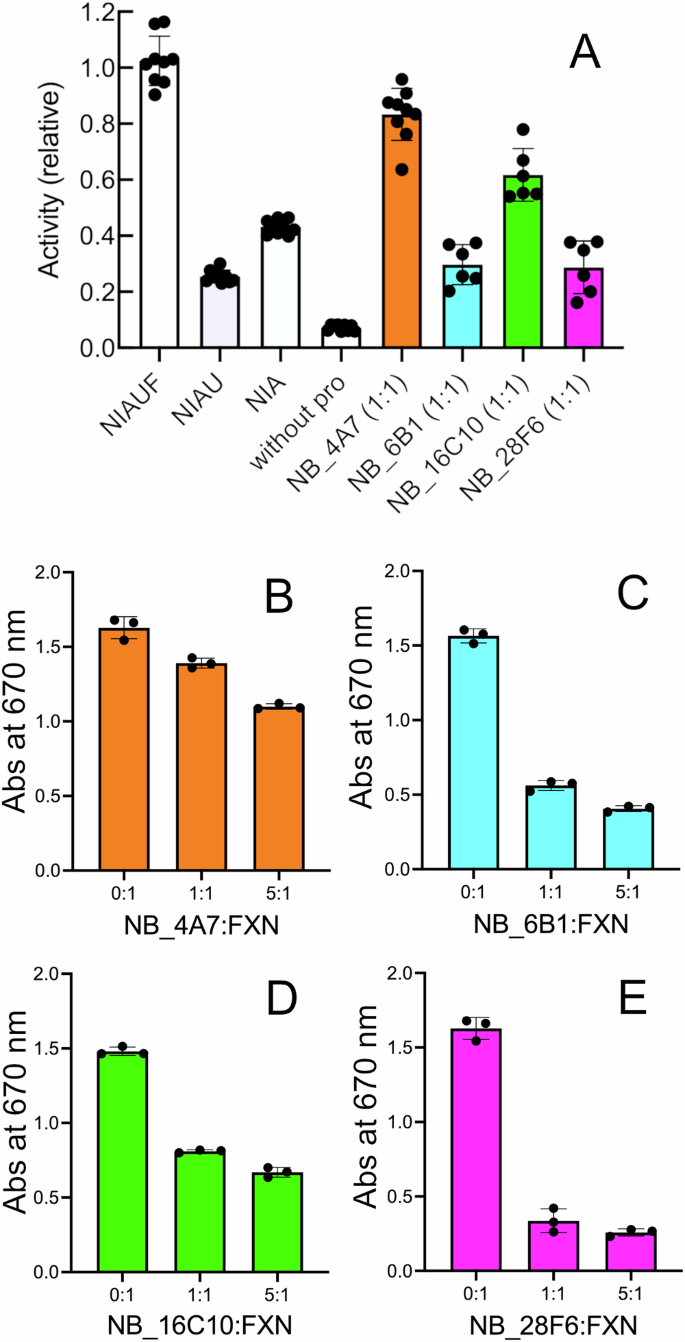 Fig. 2: Modulation of Cys desulfurase activity by NB:FXN interaction.