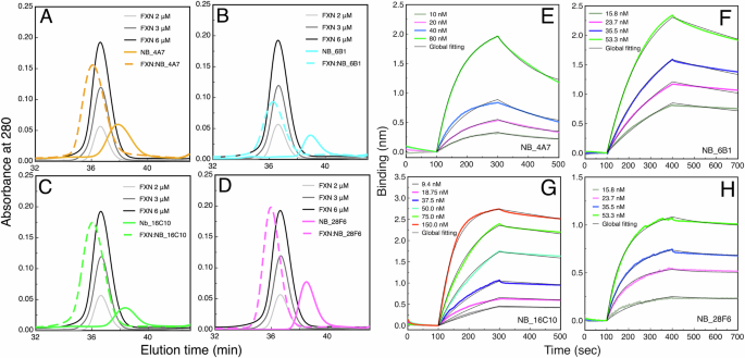 Fig. 3: NB:FXN interaction characterized by SEC-FPLC and BLI.