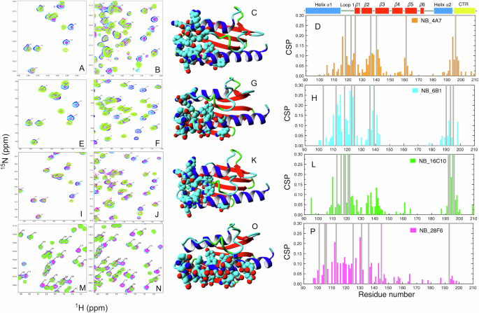 Fig. 4: NB interaction sites on FXN surface studied by NMR.