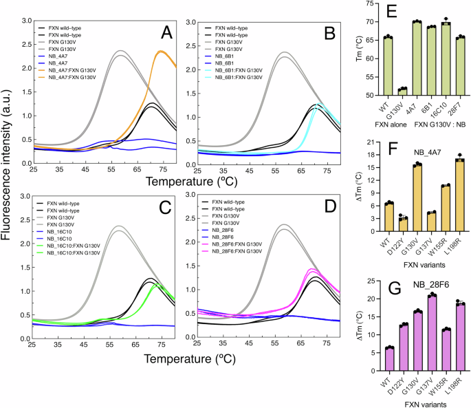 Fig. 5: Temperature-induced unfolding of NB:FXN G130V complexes.