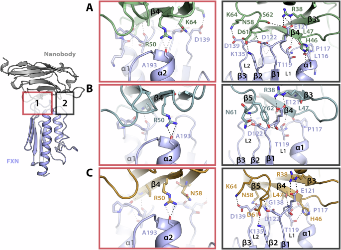 Fig. 6: Crystal structures of FXN:NB_16C10, FXN:NB_6B1, and FXN:NB_4A7 complexes.