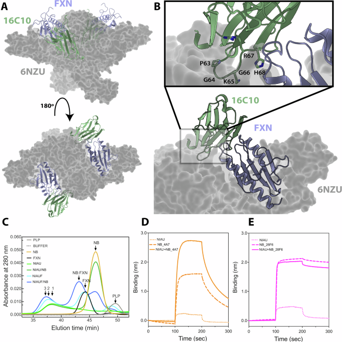 Fig. 8: NB:FXN complex mapped on the supercomplex.