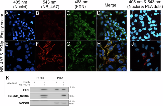 Fig. 9: Close proximity of FXN and NBs within the cellular environment.