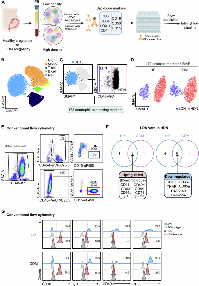 Fig. 1: InfinityFlow reveals phenotypic diversity of circulating neutrophils during pregnancy.