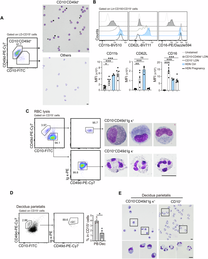 Fig. 3: Immature LDNs are detected in both peripheral blood and at the maternal–fetal interface.