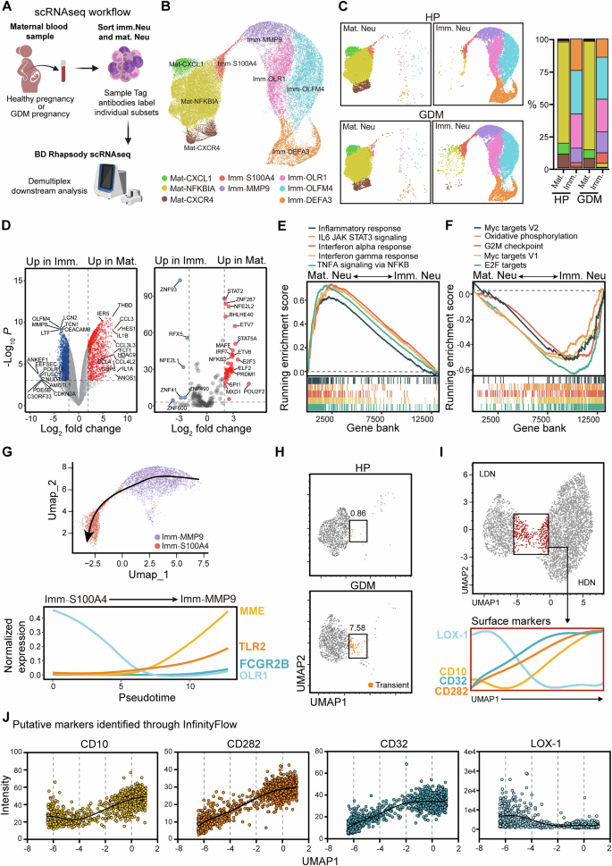 Fig. 4: scRNA-seq analysis of circulating immature and mature neutrophils during pregnancy.