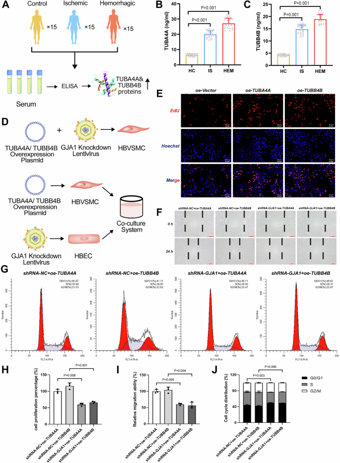 Fig. 1: TUBA4A and TUBB4B promote the abilities of migration and proliferation, and a tendency of contractile-to-synthetic phenotypic switching in MMD.