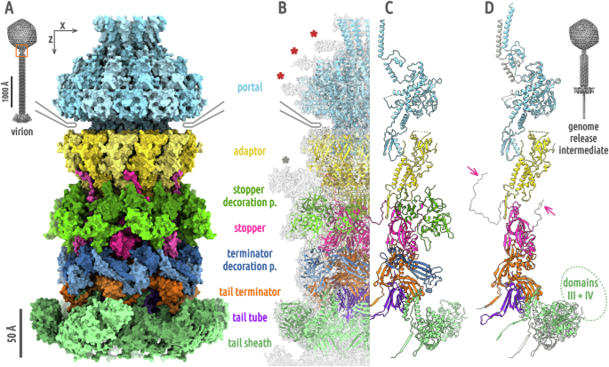Fig. 1: Structure of phage 812 neck.