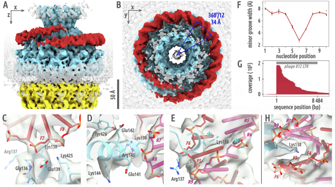 Fig. 4: DNA forms split ring encircling portal complex of phage 812 genome release intermediate.