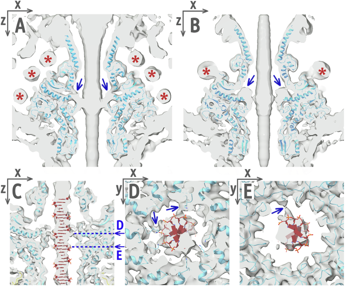 Fig. 5: Cross-sections through cryo-EM maps of phage 812 portal channel.
