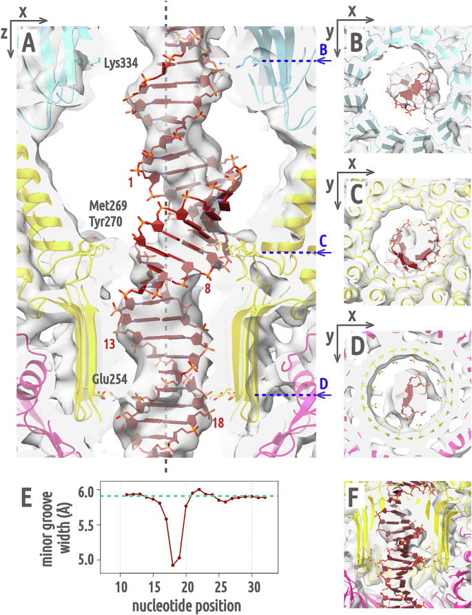 Fig. 6: DNA converts to A-form in adaptor channel.