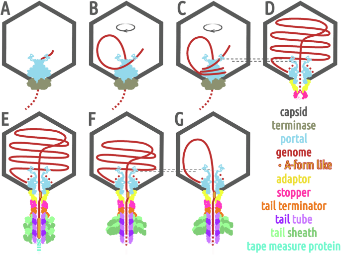 Fig. 8: Functions of neck proteins in phage 812 genome packaging and ejection.