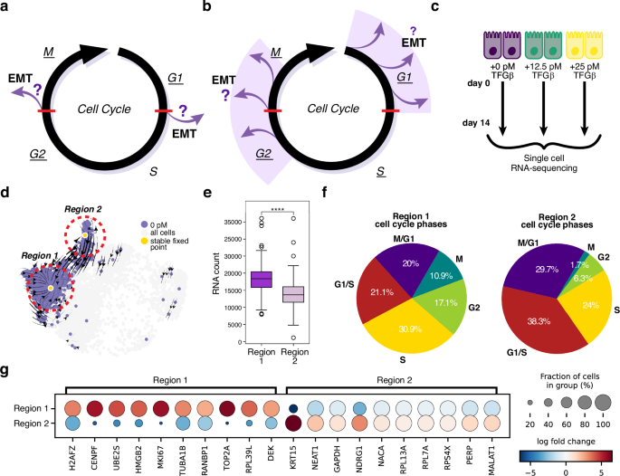 Fig. 1: MCF10A cells undergo dose-dependent TGF-β induced EMT.