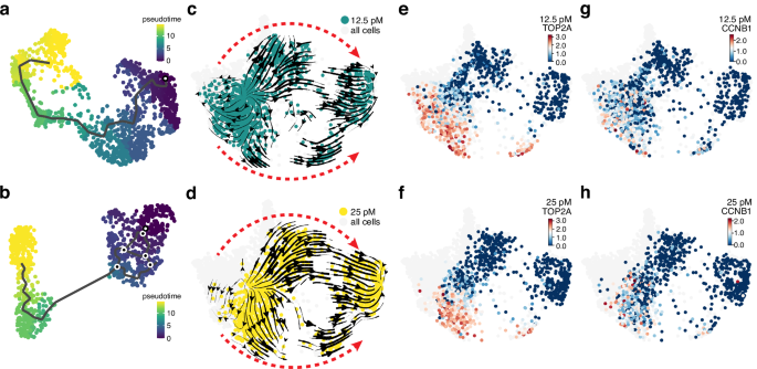 Fig. 2: Vector fields of TGF-β induced MCF10A cells reveal two EMT paths.