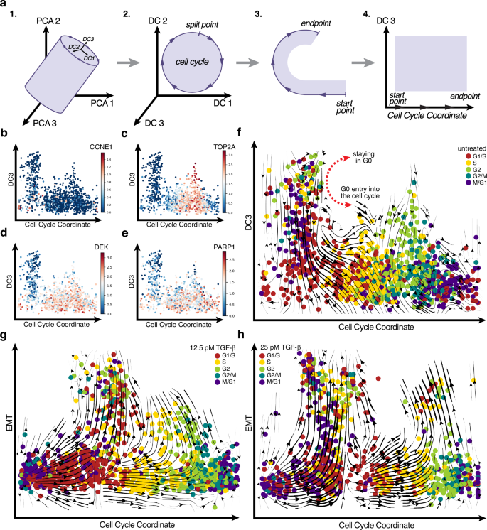 Fig. 3: The cell cycle-EMT representation reveals broad cell cycle arrest regions.
