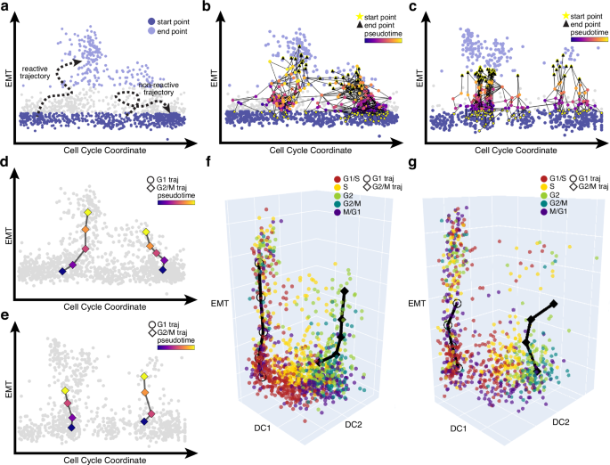 Fig. 4: Analyses of trajectories simulated in 30-dimensional PCA space reveal two classes of EMT trajectories.